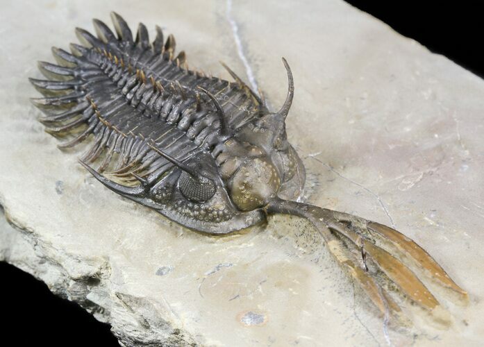 Trident Walliserops Trilobite - Fine Specimen #56558